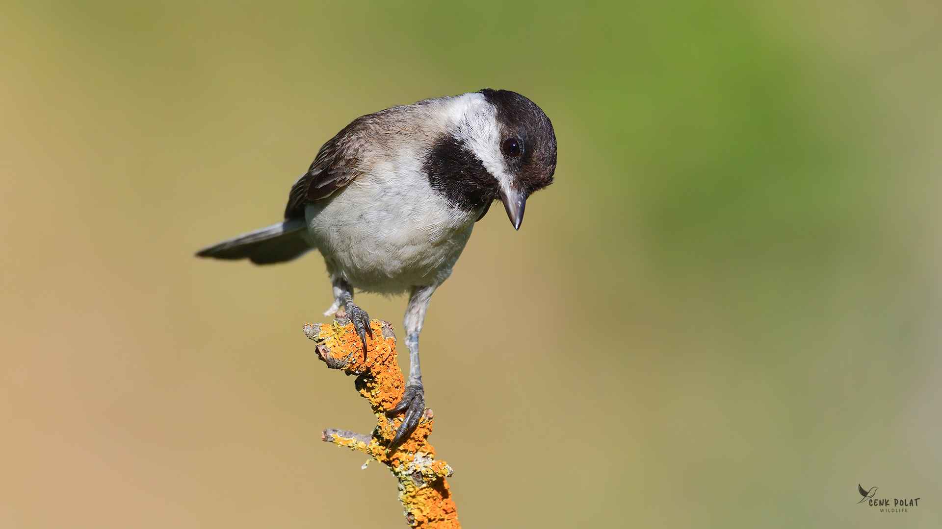 Sombre Tit